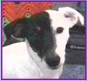 Pogo is a Smooth Coat Jack Russell Terrier. 